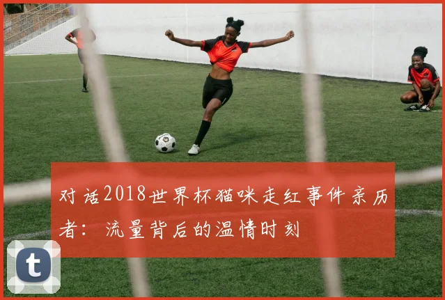 对话2018世界杯猫咪走红事件亲历者:流量背后的温情时刻
